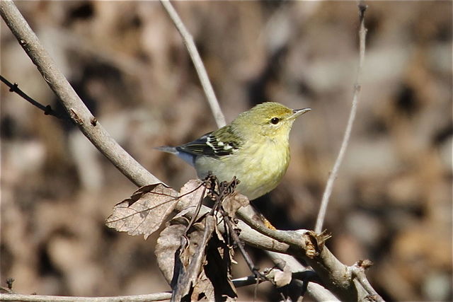 Blackpoll Warbler