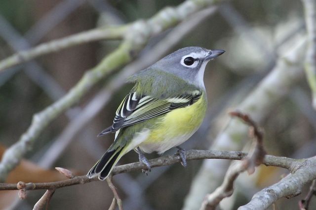 Blue-headed Vireo