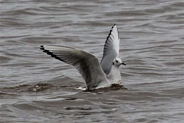 Bonaparte's Gull