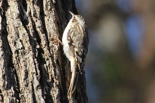 Brown Creeper