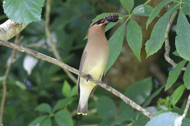 Cedar Waxwing