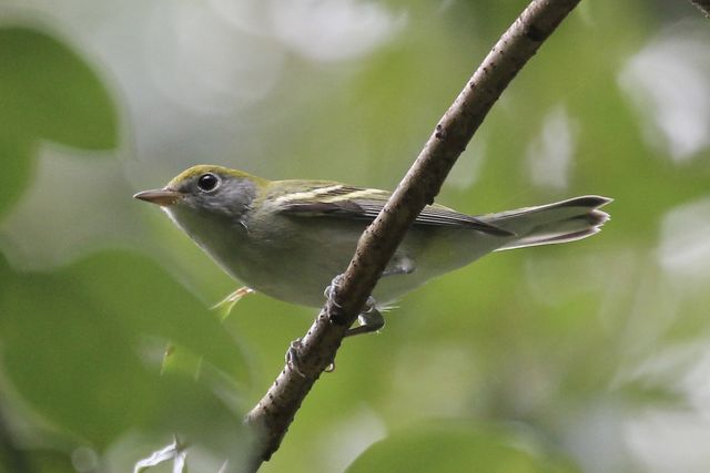 Chestnut-sided Warbler