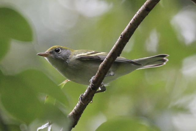 Chestnut-sided Warbler