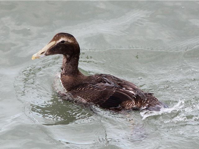 Common Eider