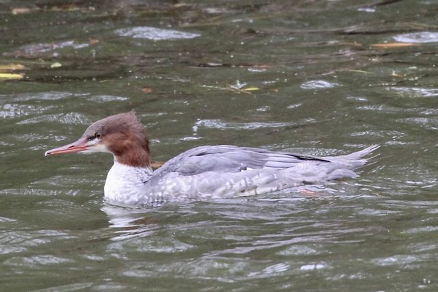 Common Merganser