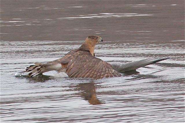 Cooper's Hawk