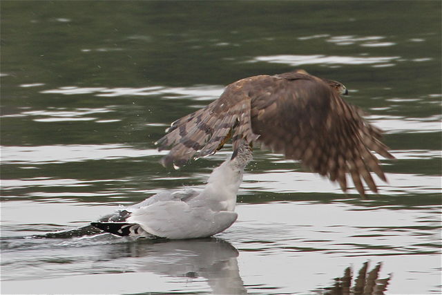 Cooper's Hawk