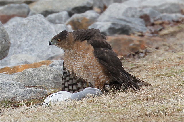 Cooper's Hawk