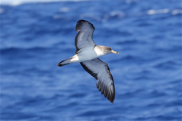 Scopoli's Shearwater