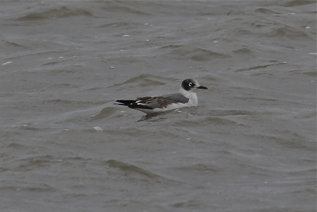 Franklin's Gull