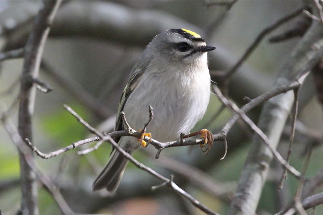 Golden-crowned Kinglet