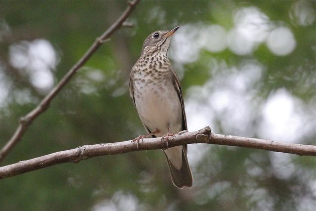 Gray-cheeked Thrush