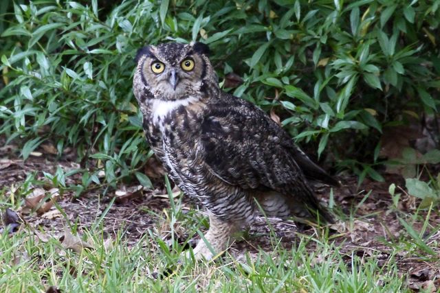 Great Horned Owl