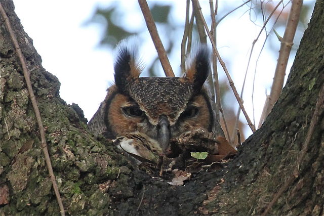 Great Horned Owl