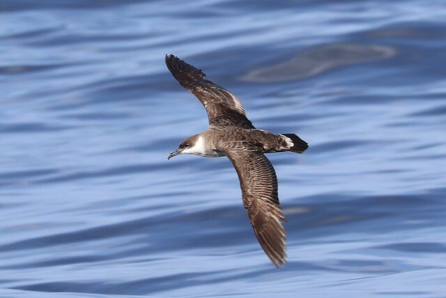 Great Shearwater