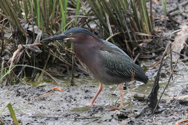 Green Heron
