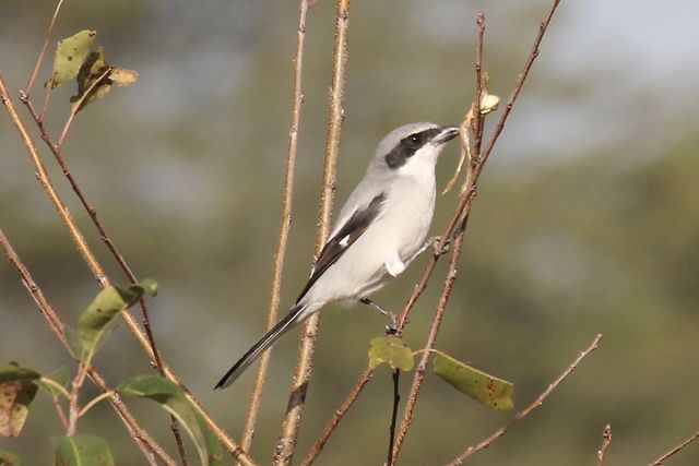 Loggerhead Shrike