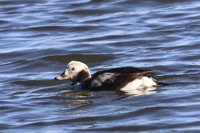 Long-tailed Duck