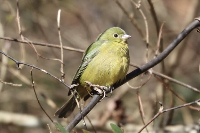 Painted Bunting