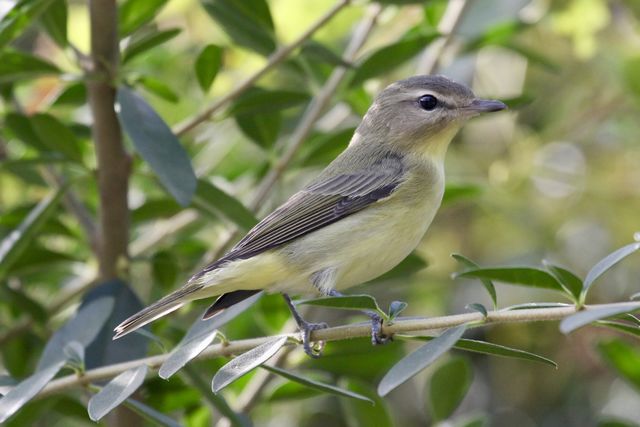 Philadelphia Vireo