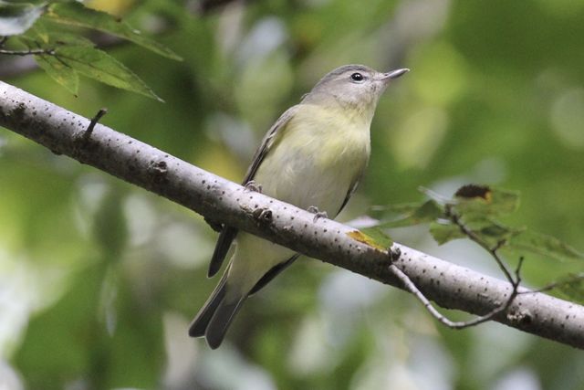 Philadelphia Vireo