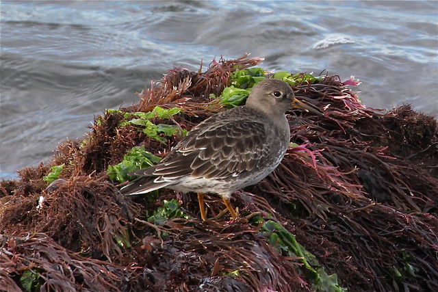Purple Sandpiper