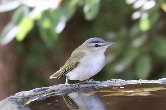 Red-eyed Vireo