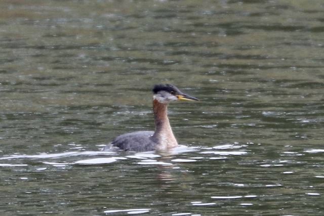 Red-necked Grebe