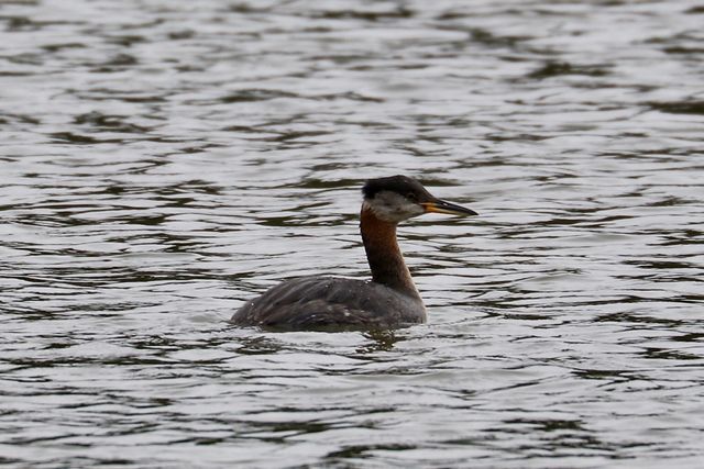 Red-necked Grebe