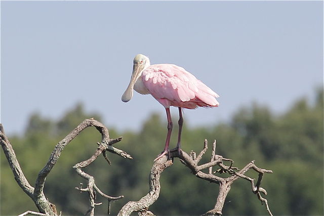 Roseate Spoonbill