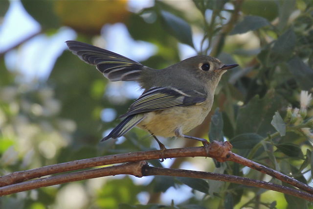 Ruby-crowned Kinglet