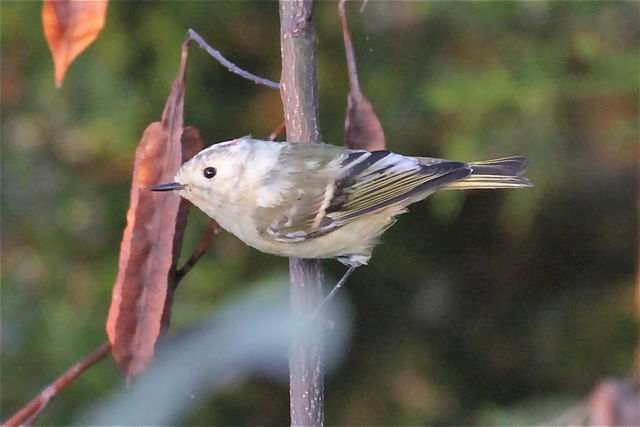 Ruby-crowned Kinglet