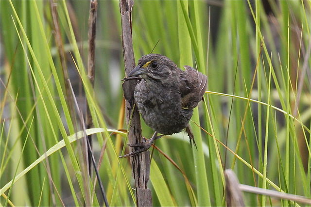 Seaside Sparrow