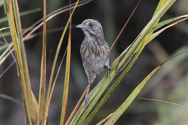 Seaside Sparrow
