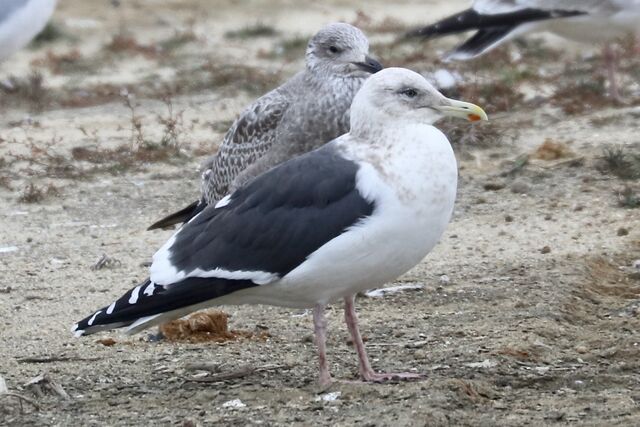 Slaty-backed Gull