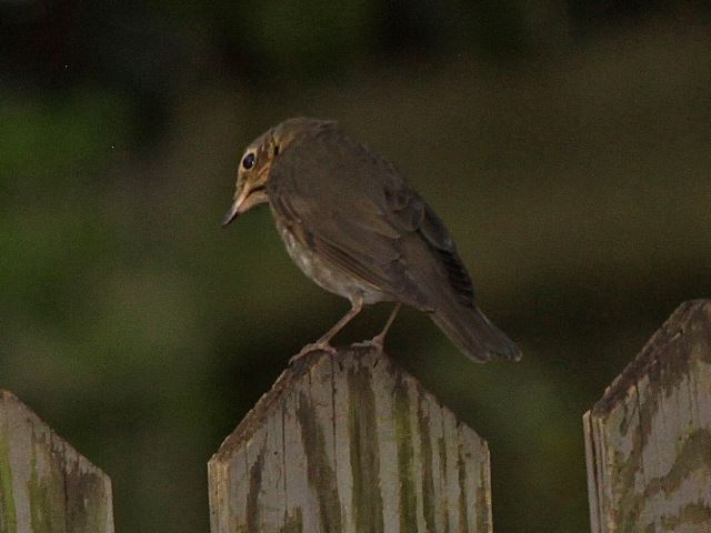 Swainson's Thrush