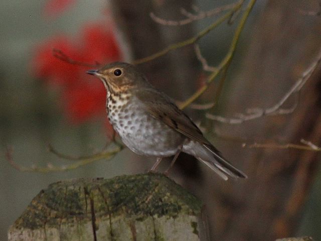 Swainson's Thrush