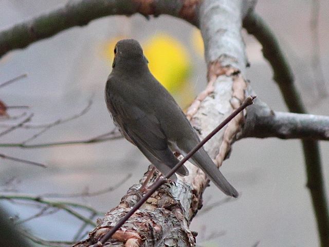 Swainson's Thrush