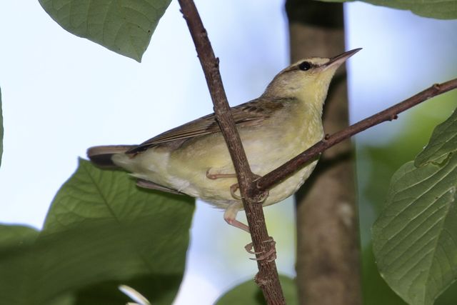 Swainson's Warbler