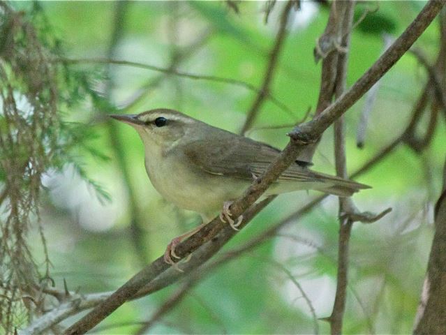 Swainson's Warbler