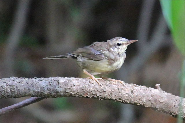 Swainson's Warbler