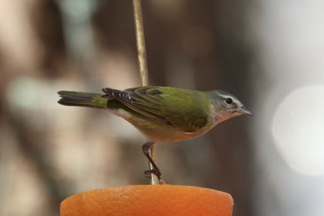 Tennessee Warbler