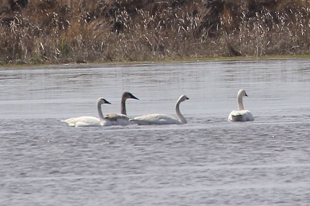 Trumpeter Swan