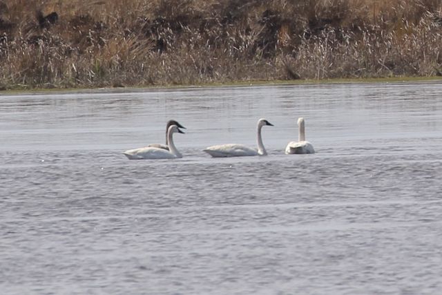 Trumpeter Swan