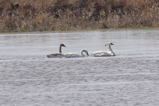 Trumpeter Swan