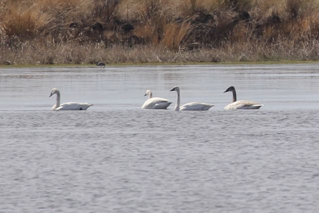 Trumpeter Swan