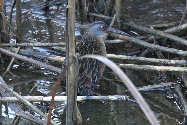 Virginia Rail