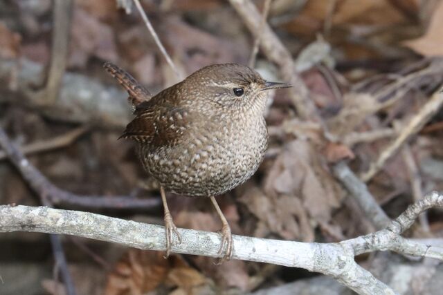 Winter Wren