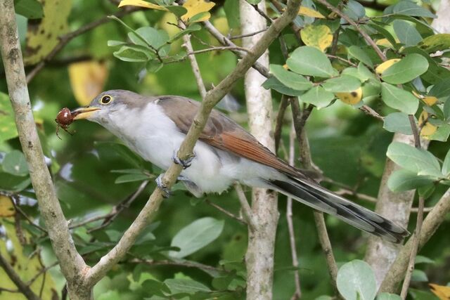 Yellow-billed Cuckoo