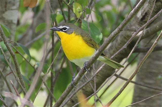 Yellow-breasted Chat